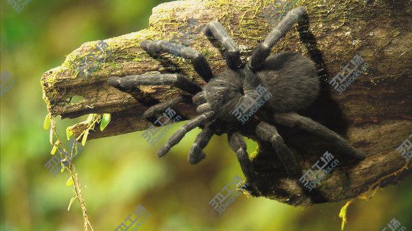 images/goods_img/20210312/3D Tarantula/2.jpg